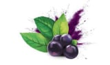 Maqui Berry