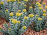 Rhodiola