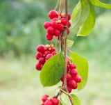 Schisandra